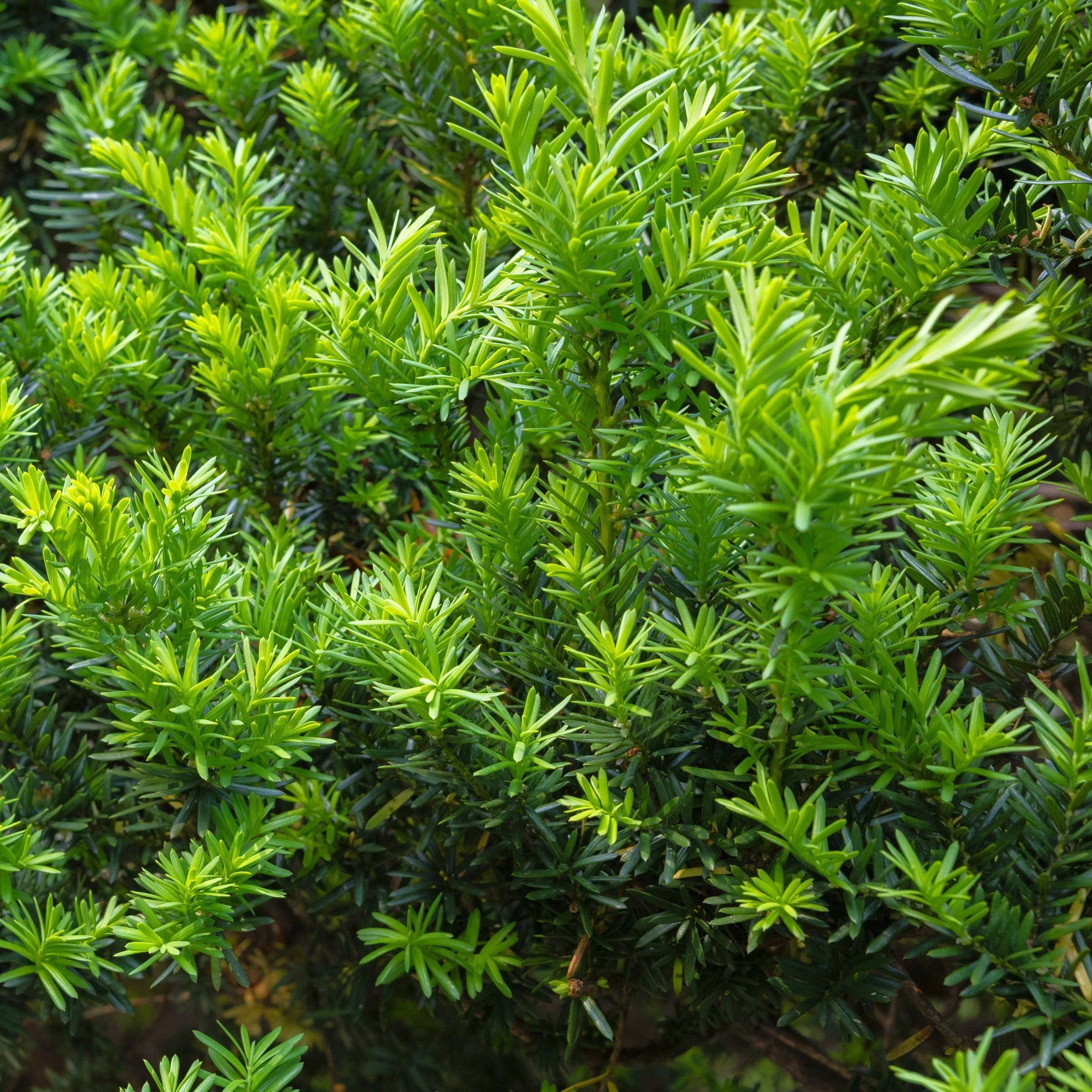 3 gal. Japanese Yew Dwarf Pringles Shrub