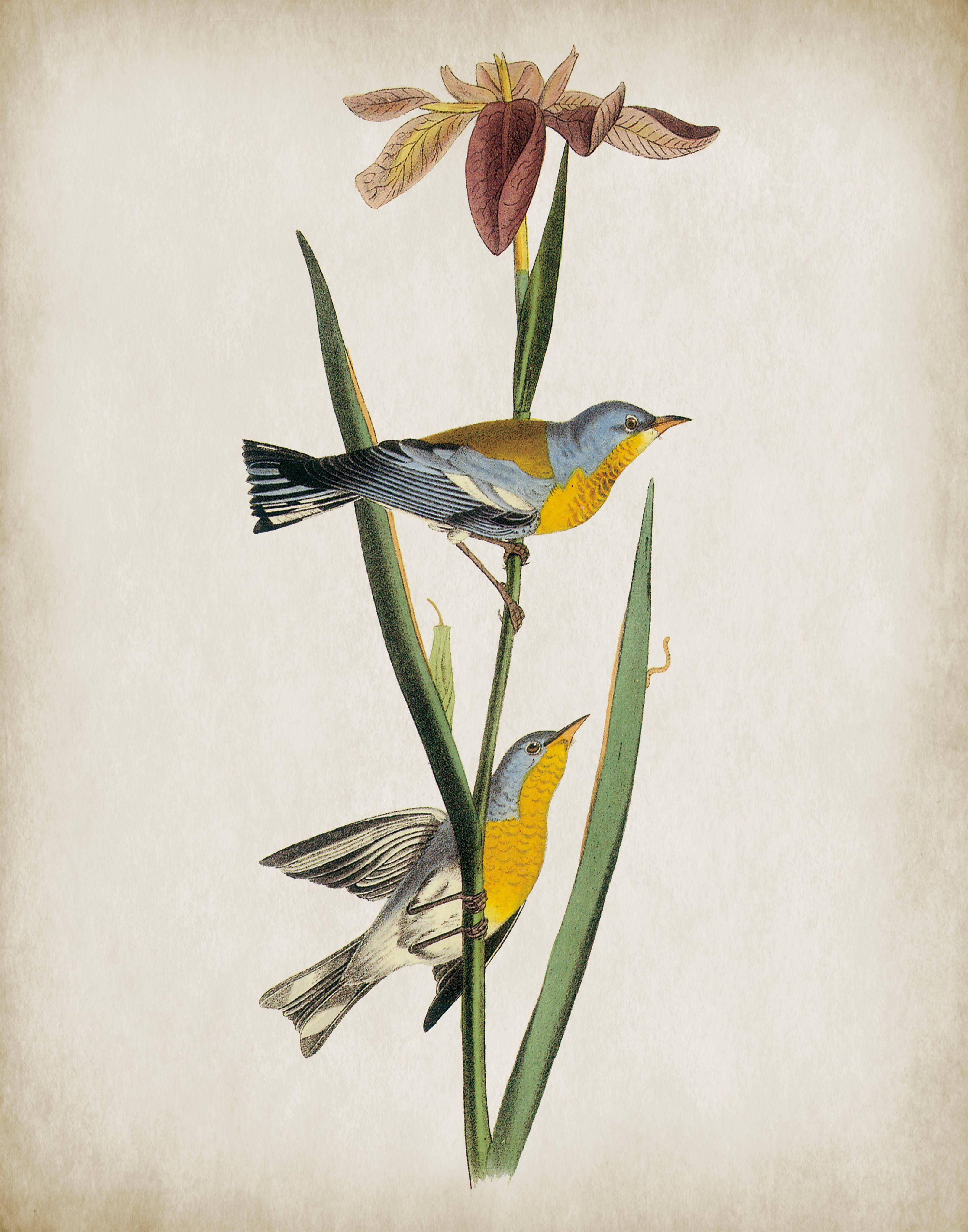 Vintage Birds II Wall Art, 12.5" x 15.5", Set of 2