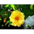 thumbnail image 2 of 100 Yellow PORTULACA MOSS ROSE Portulaca Grandiflora Succulent Flower Seeds, 2 of 11
