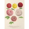 thumbnail image 3 of Charles Antoine Lemaire 18x24 Black Modern Framed Museum Art Print Titled - Dwarf Chrysanthemum (New) Autumn (1854-1896), 3 of 5