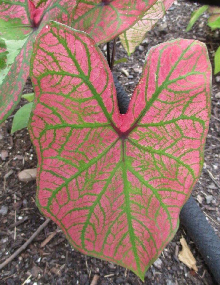 Spring Fling Caladium 3 Bulbs Pink / Green Veins