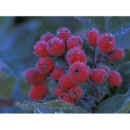 Elderberries Covered in Morning Dew, Mt. Rainier National Park, Washington, USA Print Wall