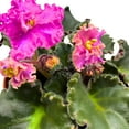 thumbnail image 4 of Harmony Foliage Harmony's Mustang Sally African Violet Saintpaulia 4 inch, 4 of 8
