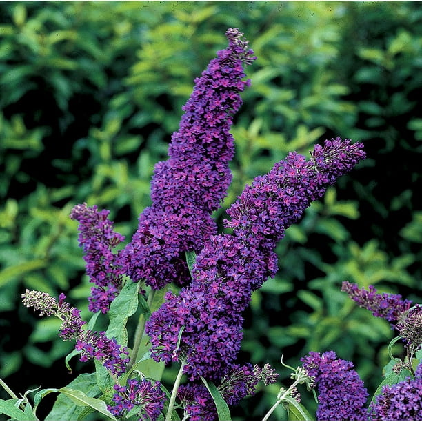 BUZZ™ Midnight Butterfly Bush Compact/Short Buddleia Gallon Pot