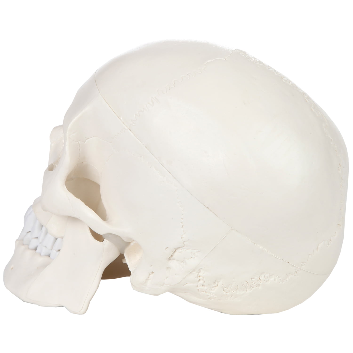 Renewed Detailed Product Manual 3-Part Life Size Anatomically Correct Medical Replica Skull Cap with External and Interior Structures Axis Scientific Human Skull Model and Worry Free 3 Year Warranty