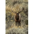 thumbnail image 2 of Jones, Adam 11x14 White Modern Wood Framed Museum Art Print Titled - Bull elk bugling or wapiti-Yellowstone National Park-Wyoming, 2 of 4