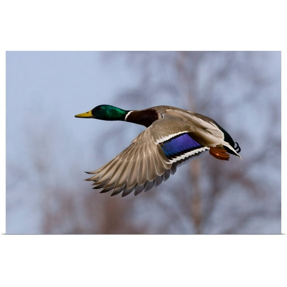 Great BIG Canvas | "Mallard Drake in flight" Art Print - 30x20