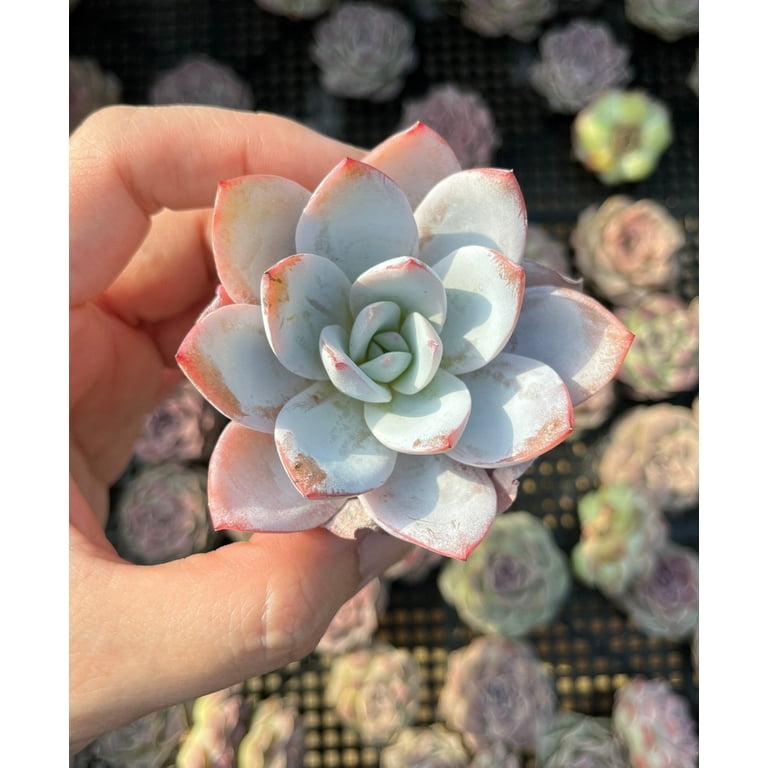 1am Succulents - Rare Echeveria White Lotus Succulent, 1 pc