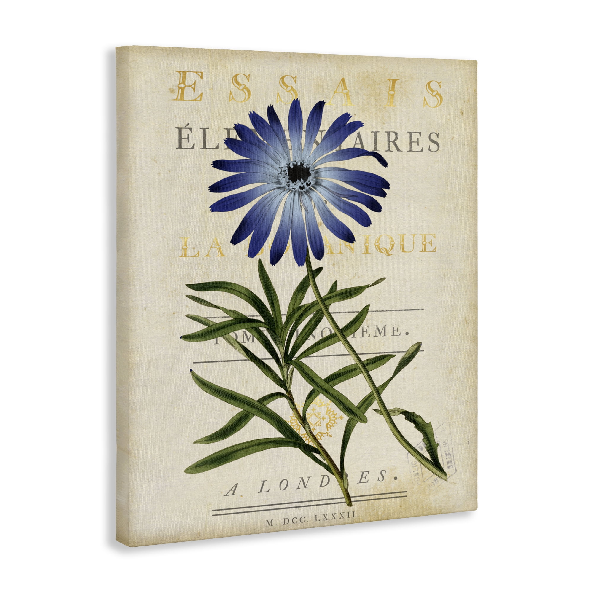 Stupell Industries Natural Botany Daisy Canvas Wall Art, design by Susan Arnot