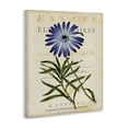 thumbnail image 2 of Stupell Industries Shabby Chic Natural Botany Daisy Canvas Art, 16 x 20, by Susan Arnot, 2 of 8