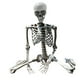 thumbnail image 1 of Esqueleto de Halloween, esqueletos aterradores, decoración duradera, modelo de esqueleto humano de cuerpo completo 70cm, 1 of 9