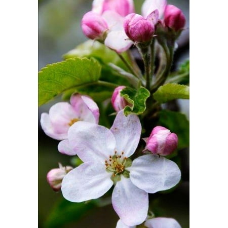 Apple Blossom State Flower - Arkansas State Flower - Apple Blossom Journal: 150 Page Lined Notebook/Diary