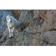 thumbnail image 2 of Wild, Jamie and Judy 14x11 White Modern Wood Framed Museum Art Print Titled - WA-Alpine Lakes Wilderness-Ingalls Lake area-Kid (baby) goat on cliff, 2 of 4