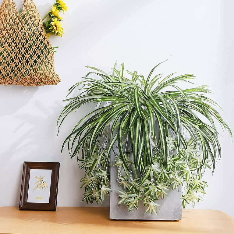 snake plant variety 2 Snake (Sansevieria) Plant Variety Pack/ 6