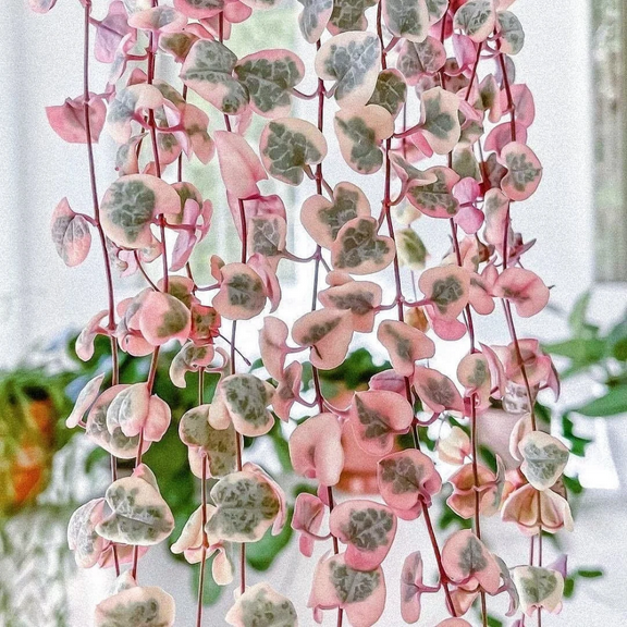 Variegated String of Hearts Plant Live, Ceropegia Woodii Vine Succulent Live Houseplant, In 2.5" Pot