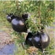 thumbnail image 4 of Dispositivo de enraizamiento de plantas de 5 piezas de 5 cm, caja de propagación de plantas de crecimiento reutilizable Layeri, 4 of 5