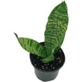 thumbnail image 4 of ragnaroc - Live Snake Plant – Black Coral Sansevieria – Tropical Plant in 4” Pot +6” Plant Height, Indoor House Plant in Pot, Potted Succulent Plant, 4 of 5