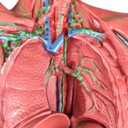 Axis Scientific Human Lymphatic System Model for Adults