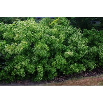 Manhattan Spreading Euonymus-Dense Foliage for Hedges and Borders 3 Gallon