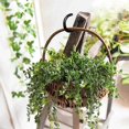 thumbnail image 3 of 2025 Latest Model 5pcs Ceiling Hooks Flower Basket Cup Black Hook, 3 of 5