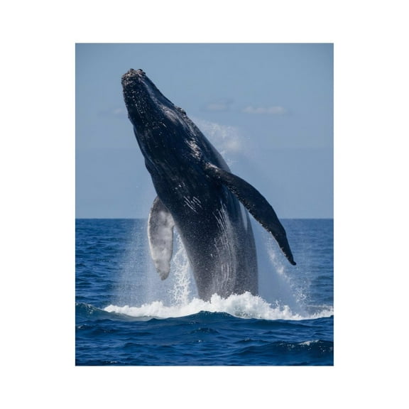 Paint by Numbers Kit for Adults, Whale Ocean Breach Splash Waves Paint by Numbers, Easy Paint by Numbers Kit for Adults Beginner, DIY Adult Paint by Number Kits on Canvas, 12x16in Home Decor