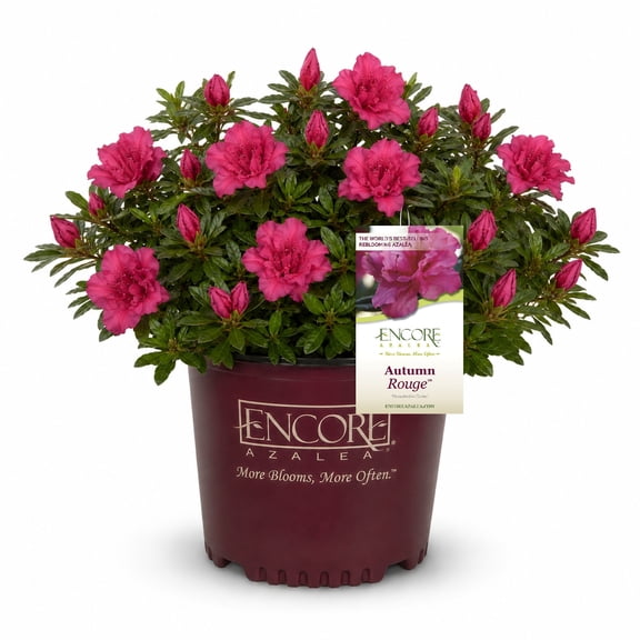 Encore Azalea Autumn Rouge (1 Gallon) Dark Pink Flowering Shrub - Full Sun Live Outdoor Plant