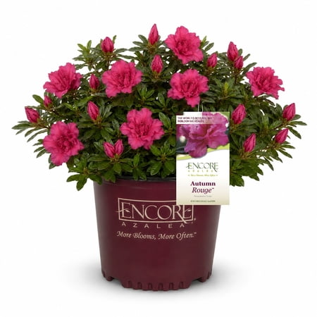 Encore Azalea Autumn Rouge (2 Gallon) Dark Pink Flowering Shrub - Full Sun Live Outdoor Plant