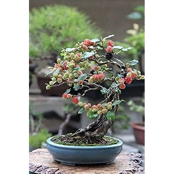 Bonsai Mulberry Tree Seeds - 25 Seeds - Morus Nigra - Grow Fruitbearing Bonsai