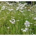 thumbnail image 4 of White Yarrow Seeds –200 Seeds. 100% Pure Non-GMO Seeds for Herbal Gardens. Vibrant and Easy-to-Grow Garden Blooms - Vibrant Blooms: Produce Large, Eye-catching Flowers., 4 of 5