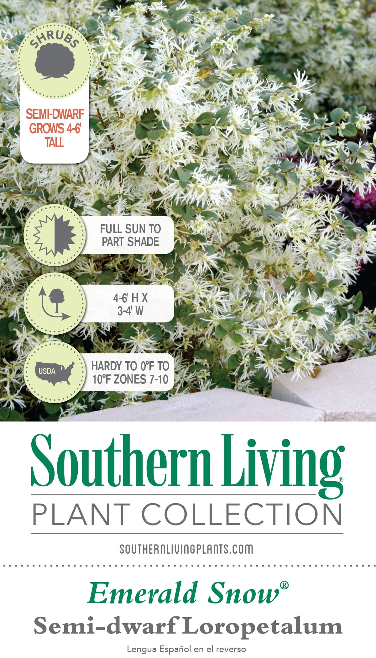 Southern Living Emerald Snow Loropetalum Live Shrub in 2-Gallon Grower Pot