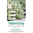 thumbnail image 3 of Southern Living Emerald Snow Loropetalum Live Shrub in 2.5-Quart Grower Pot, 3 of 6