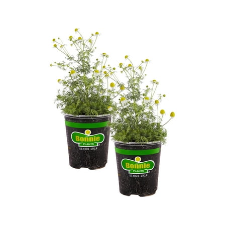Bonnie Plants Chamomile 19.3 oz. 2-Pack