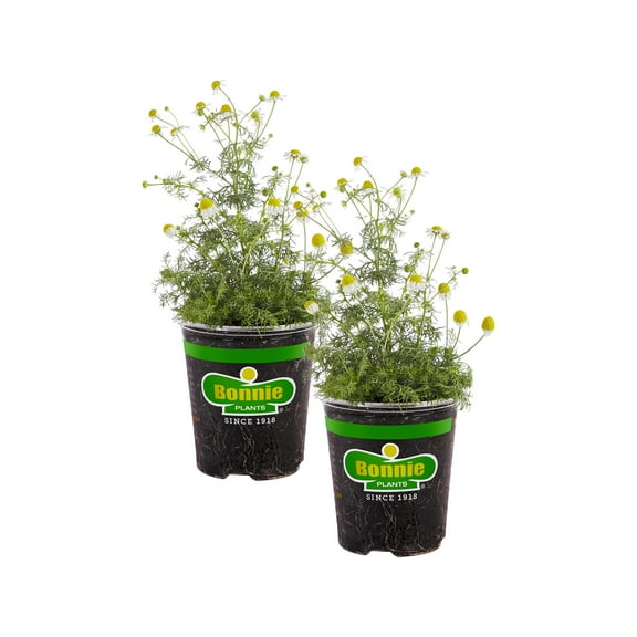 Bonnie Plants Chamomile 19.3 oz. 2-Pack
