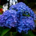 thumbnail image 6 of Blue Hydrangea Plant, Shade-Loving Flowering Shrub 3–5 ft Tall with Large Blooms, 6 of 6