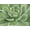 Unframed, variant on Art.com Green Succulent Art Print by Marilyn Dunlap, 16" x 12"