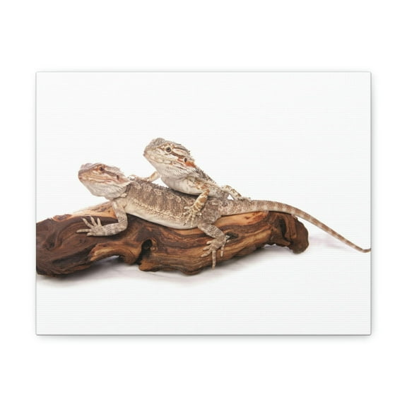 Bearded Dragon Couple Bearded Dragon Troop Print Animal Wall Art Wildlife Canvas Prints Wall Art Ready to Hang Unframed