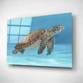 thumbnail image 2 of Epic Art 'Ocean Sea Turtle I' by Tim O'Toole, Acrylic Glass Wall Art, 16"x12", 2 of 3
