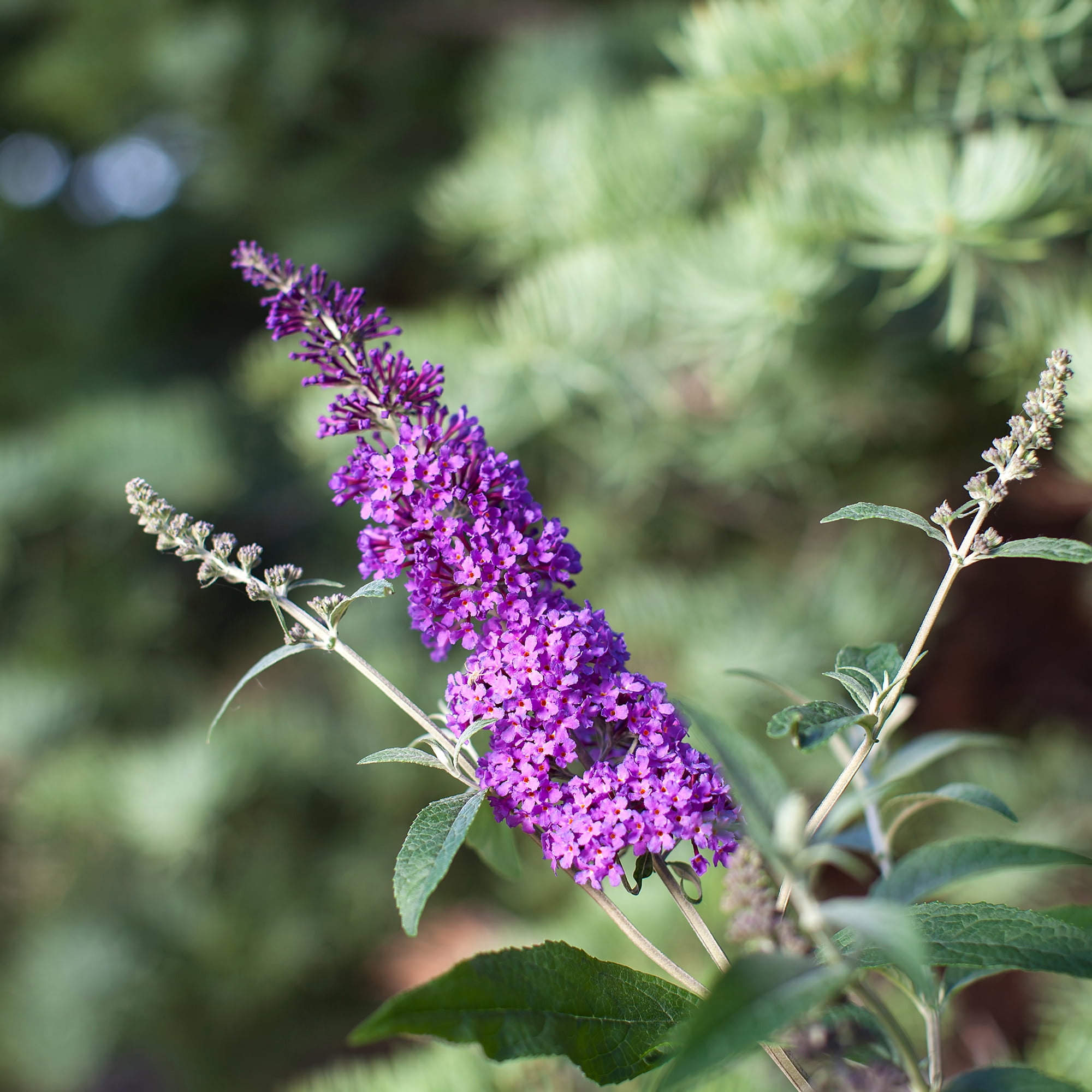 First Editions Buddleia Psychedelic Sky Live Shrub in 2-Gallon Grower Pot