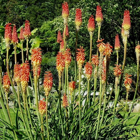 Red Hot Poker - Torch Lily Root - Attracts Butterflies and Hummingbirds - Deer Resistant - Good as Cut Flowers - Naturalizing - Perennializing - Easy to Grow Live Plants - Outdoor Garden