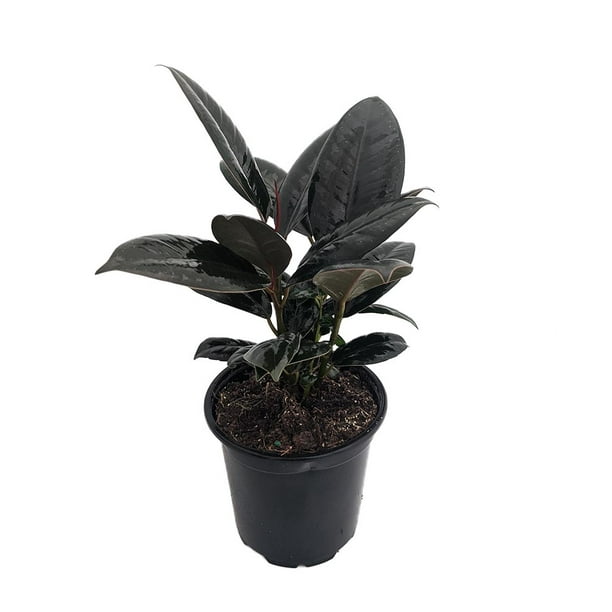 Burgundy India Rubber Tree Plant Ficus An Old Favorite