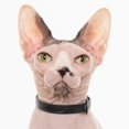 thumbnail image 4 of Collar para gatos Nuvuq Silicone Soft Comfortable Breakaway Black, 4 of 8