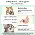 thumbnail image 4 of 3 Silvervine Catnip Balls, Edible Kitty Toys For Cats Lick, Safe Healthy Kitten Chew Toys, Teeth Cleaning Dental Cat Toy, Cat Wall Treats, 4 of 4