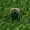 Green, variant on Mens Gold Plated Green Cats Eye Stone Ring Men Stainless Steel Size 7-13-9-Green
