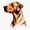 1pcs, variant on Geometric Rhodesian Ridgeback Er, Phone Decal Water Bottle Stickers Car Decals, Funny Birthday Gift