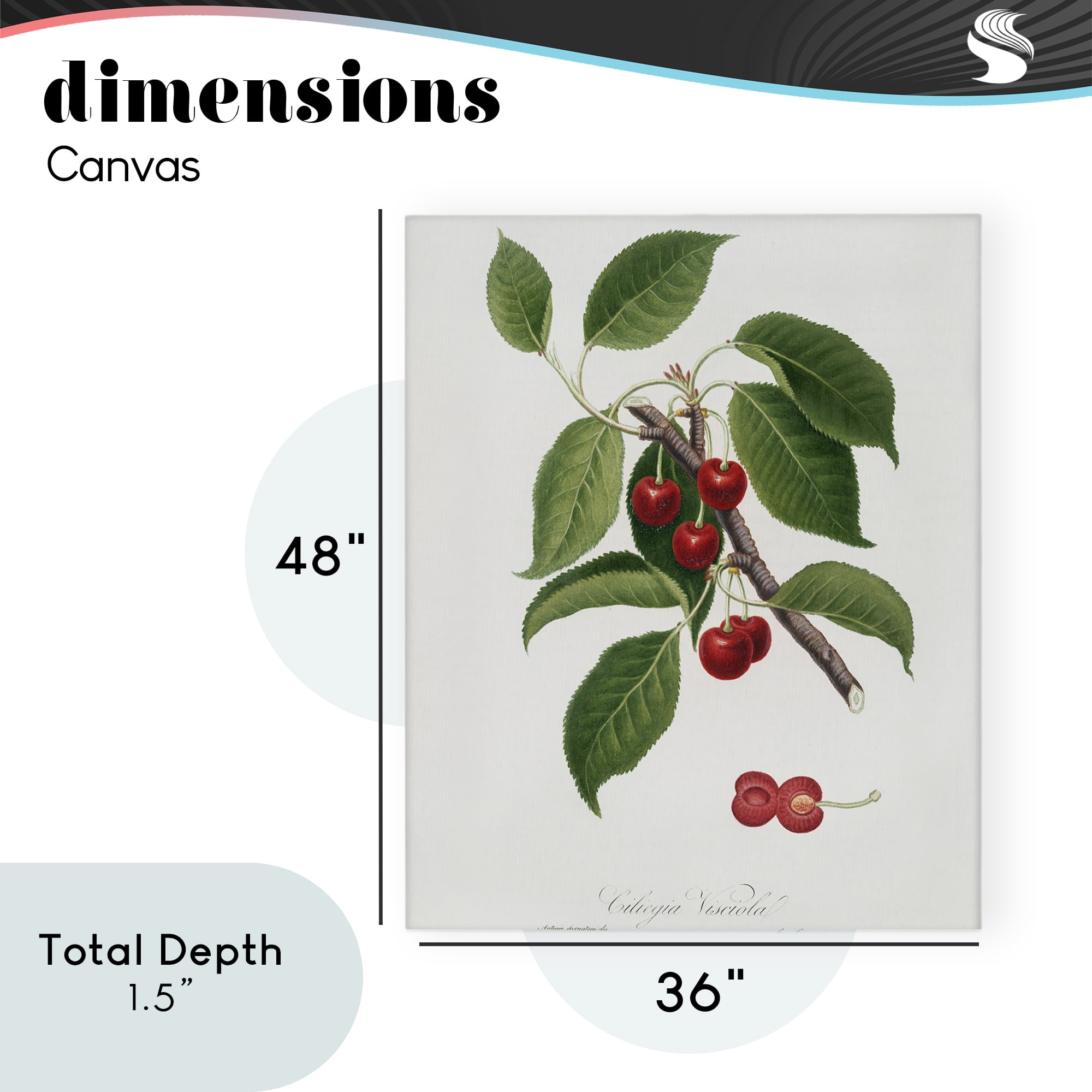 Latin Study of Cherry Plant Canvas Wall Art, design by Lettered and Lined