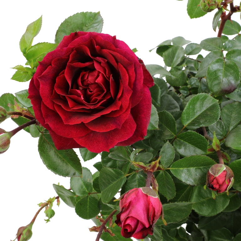 True Bloom by Altman Plants 'True Spirit' PP28929, Red Rose Bush