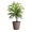 Coffee, variant on Live Norfolk Pine Plant - Air Purifying - 4" Decorative Pot Cover - Thorsen's Greenhouse