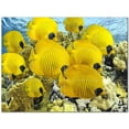 thumbnail image 1 of Sealife Photo Ceramic Tile Mural Kitchen Backsplash Bathroom Shower 405792-S43, 1 of 3