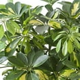 thumbnail image 6 of Umbrella Tree - 'Gold Capella' Live Braided Schefflera Arboricola - Florist Quality - Beautiful Indoor Tree - 3 Feet Tall, 6 of 7