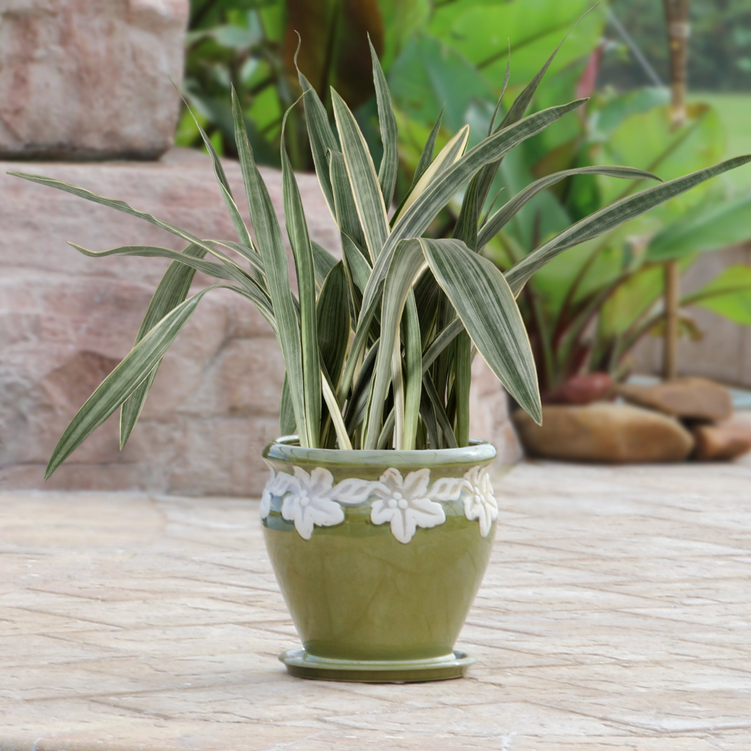 6 in. Sansevieria Sayuri Plant in Grower Container